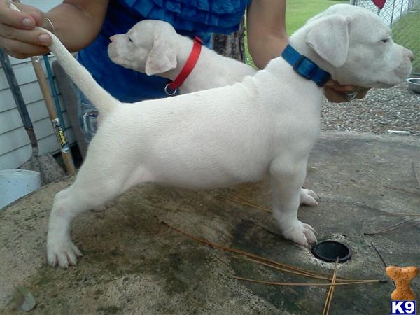 dogo argentino puppy posted by Cordoba Dogos